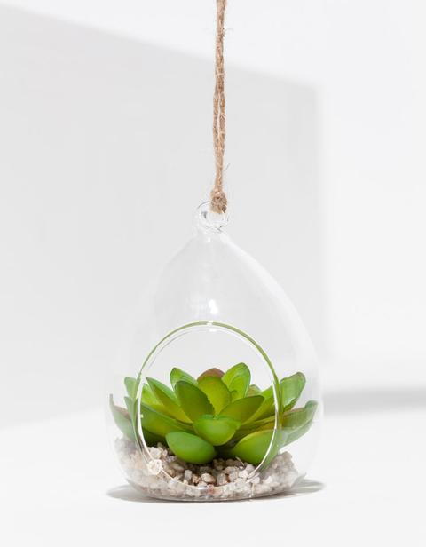 Planta Vaso Cristal