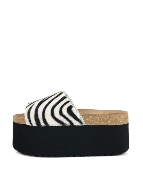 Lauren Zebra